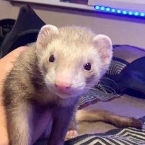 Meet your Posher, Brooke